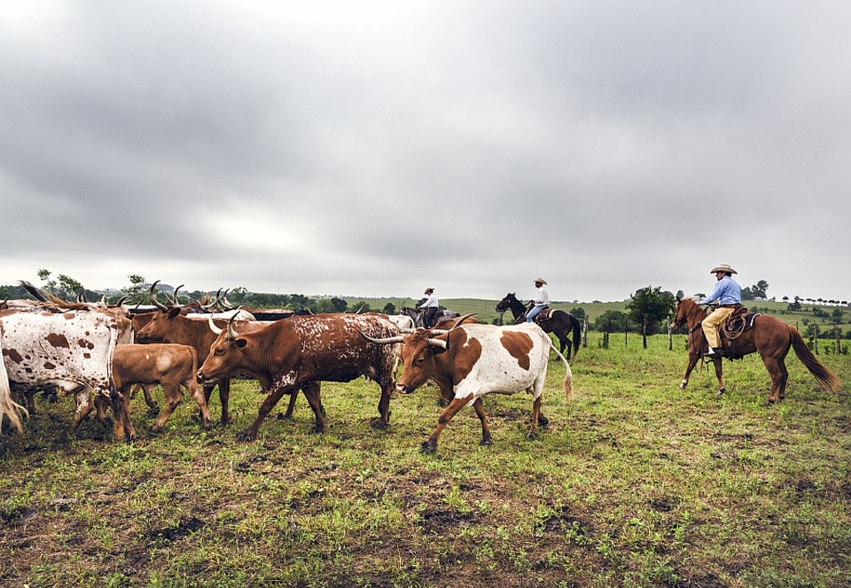 The National Cattlemen’s Beef Association Fears Plant-Based Alternatives
