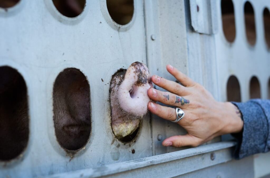 Why Human Rights Advocates Should Ditch Meat