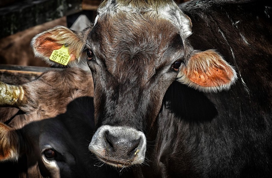 Animal Agriculture: Negatively Impacting the World Around Us