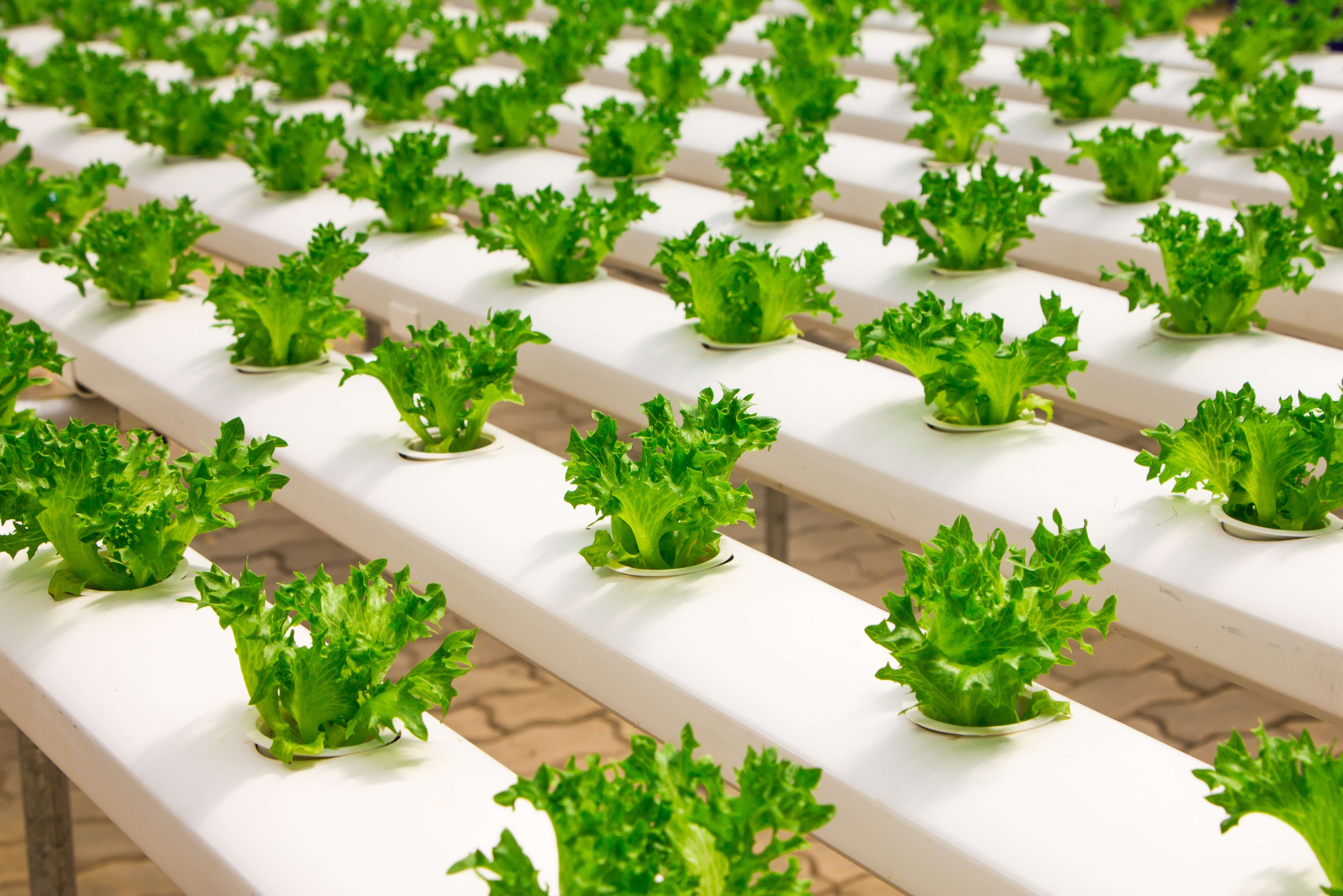 agriculture tech food