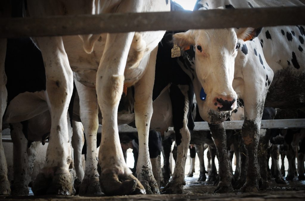 Factory Farms Are Awful for Animals, People, and the Environment