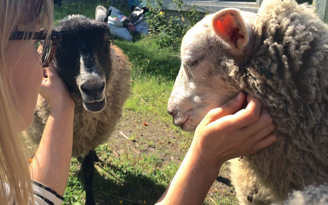 From Shepherd to Advocate: Why I Focus on Animal Suffering