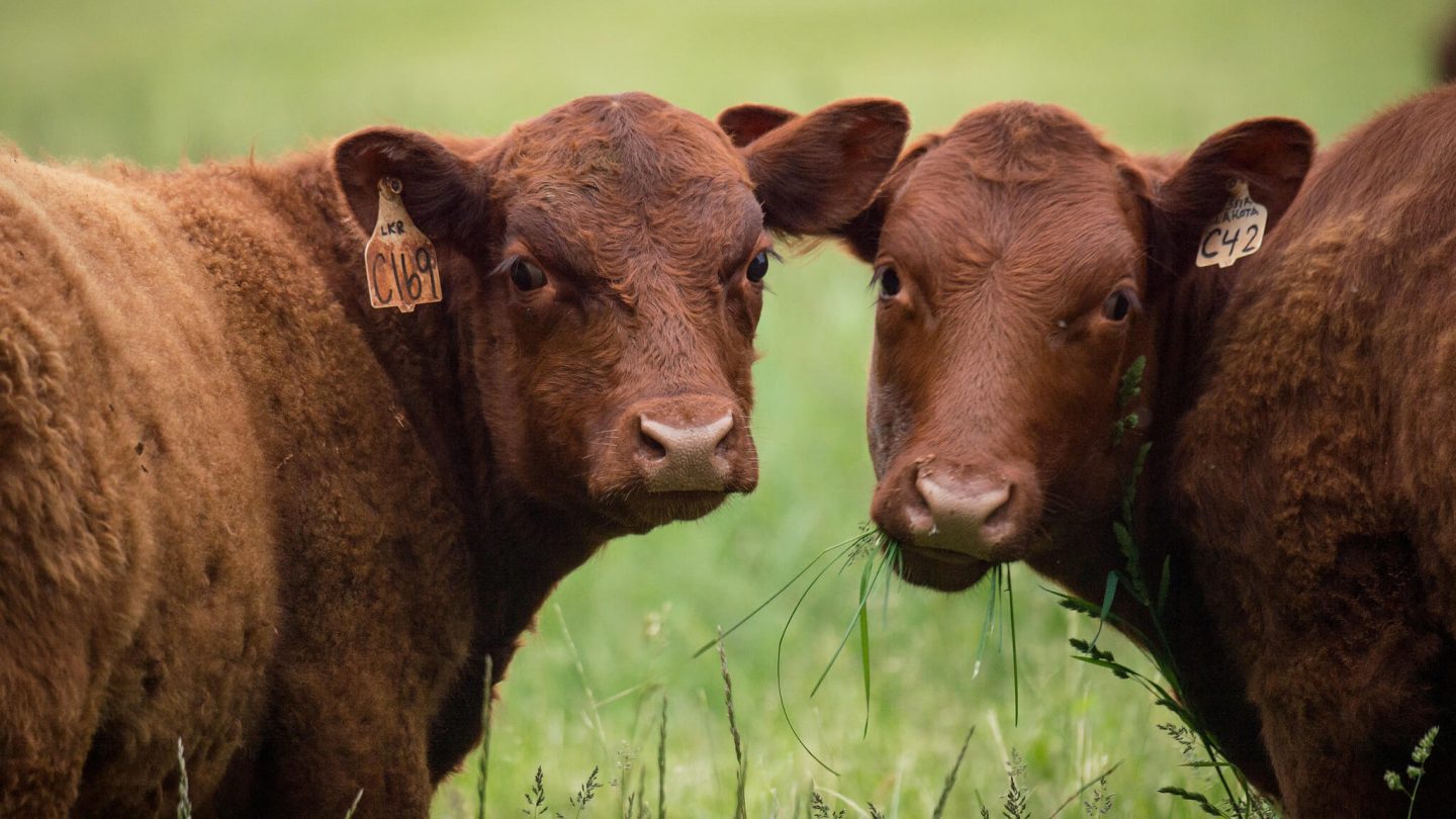cows cattle field