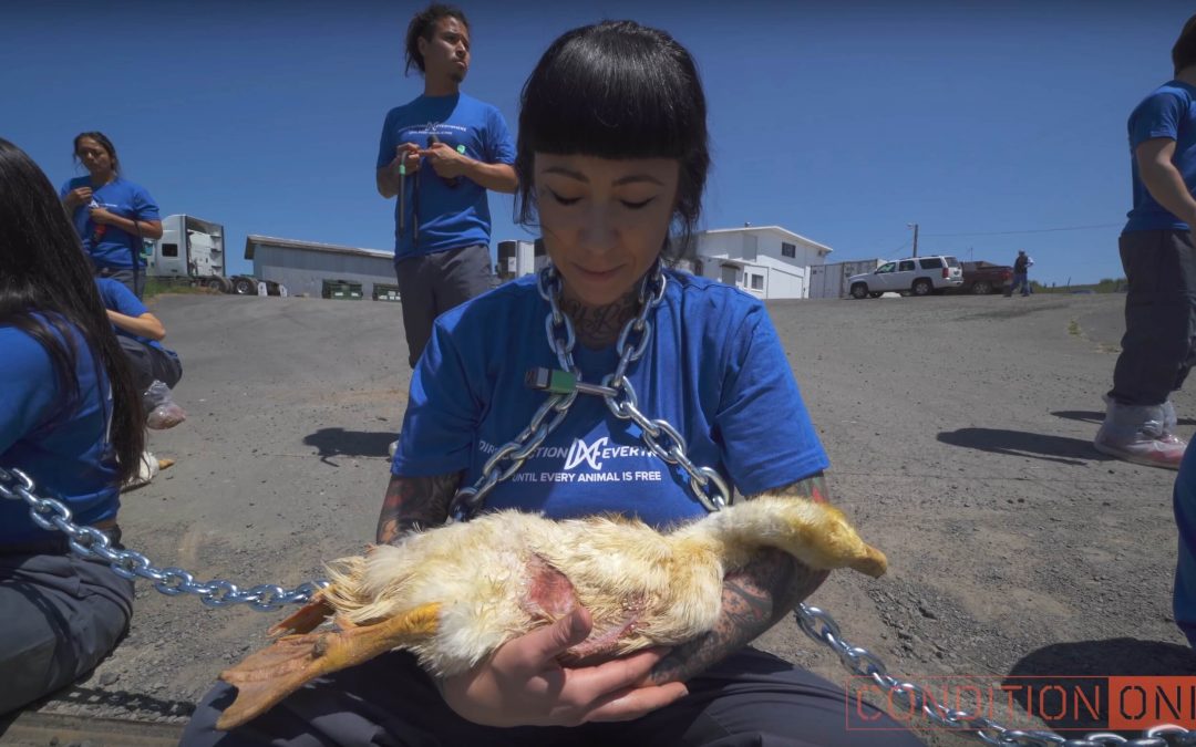 Watch: Activists Infiltrate Duck Farm, Save 32 Lives