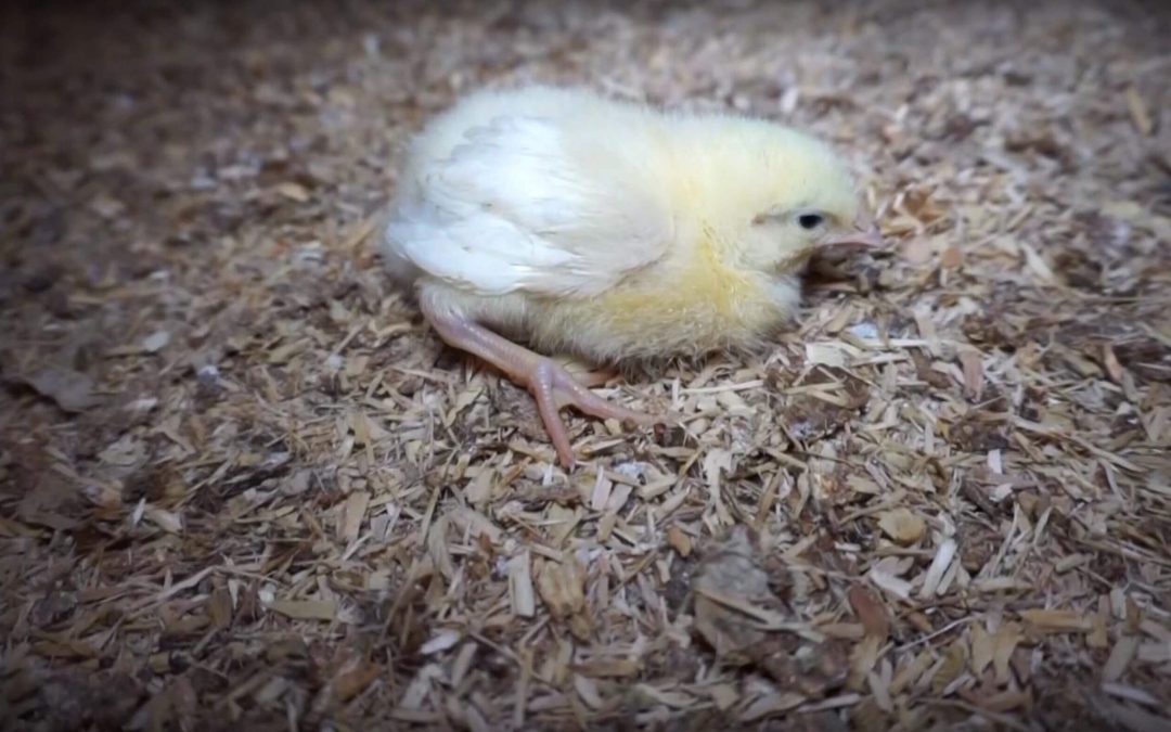 This Is How the Fast Food Industry Treats Chickens