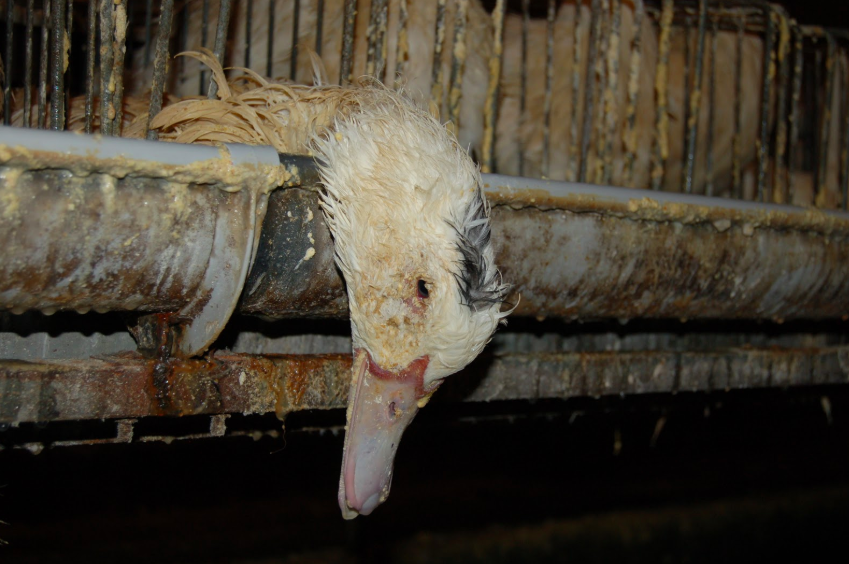 What Is Foie Gras and Why Is It Cruel To Ducks and Geese?