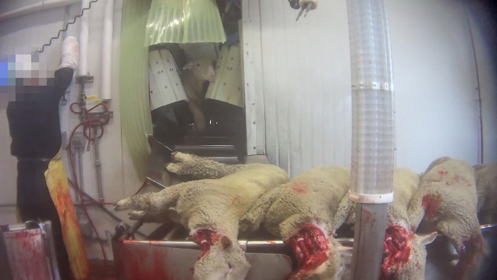 How Undercover Investigation of Lamb Slaughterhouse Led to