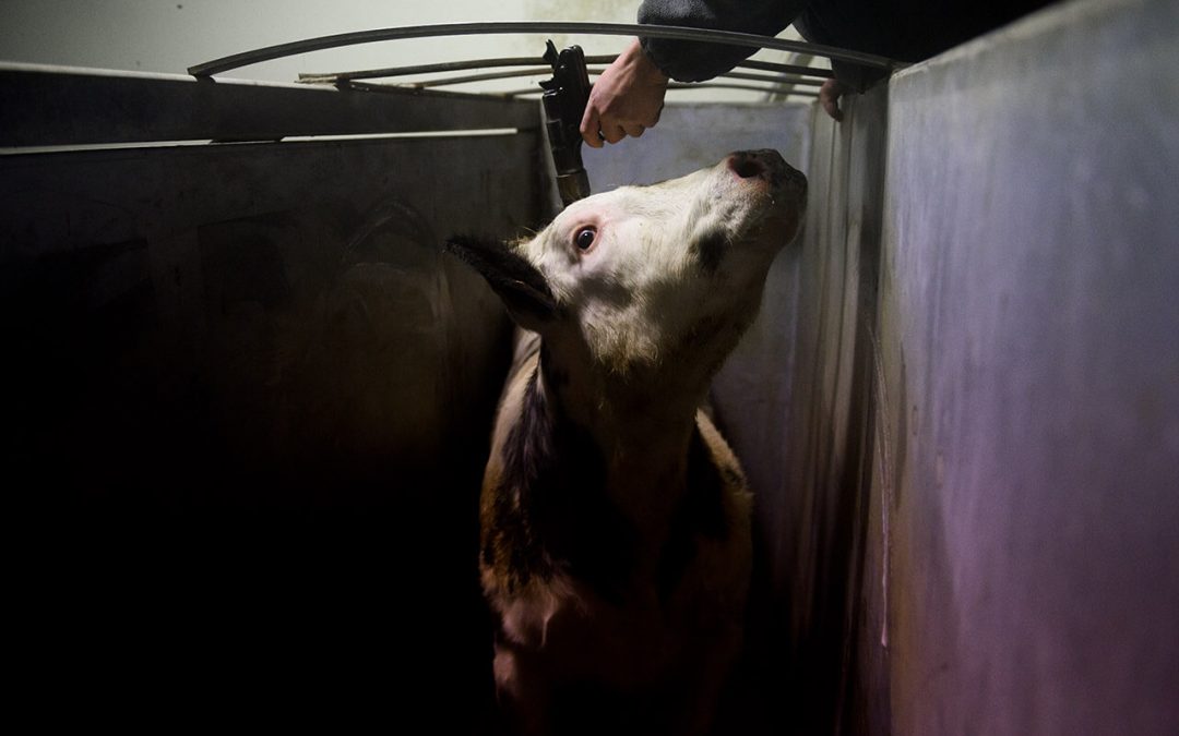 Factory Farming: Shedding Light on the Highly Secretive Industry