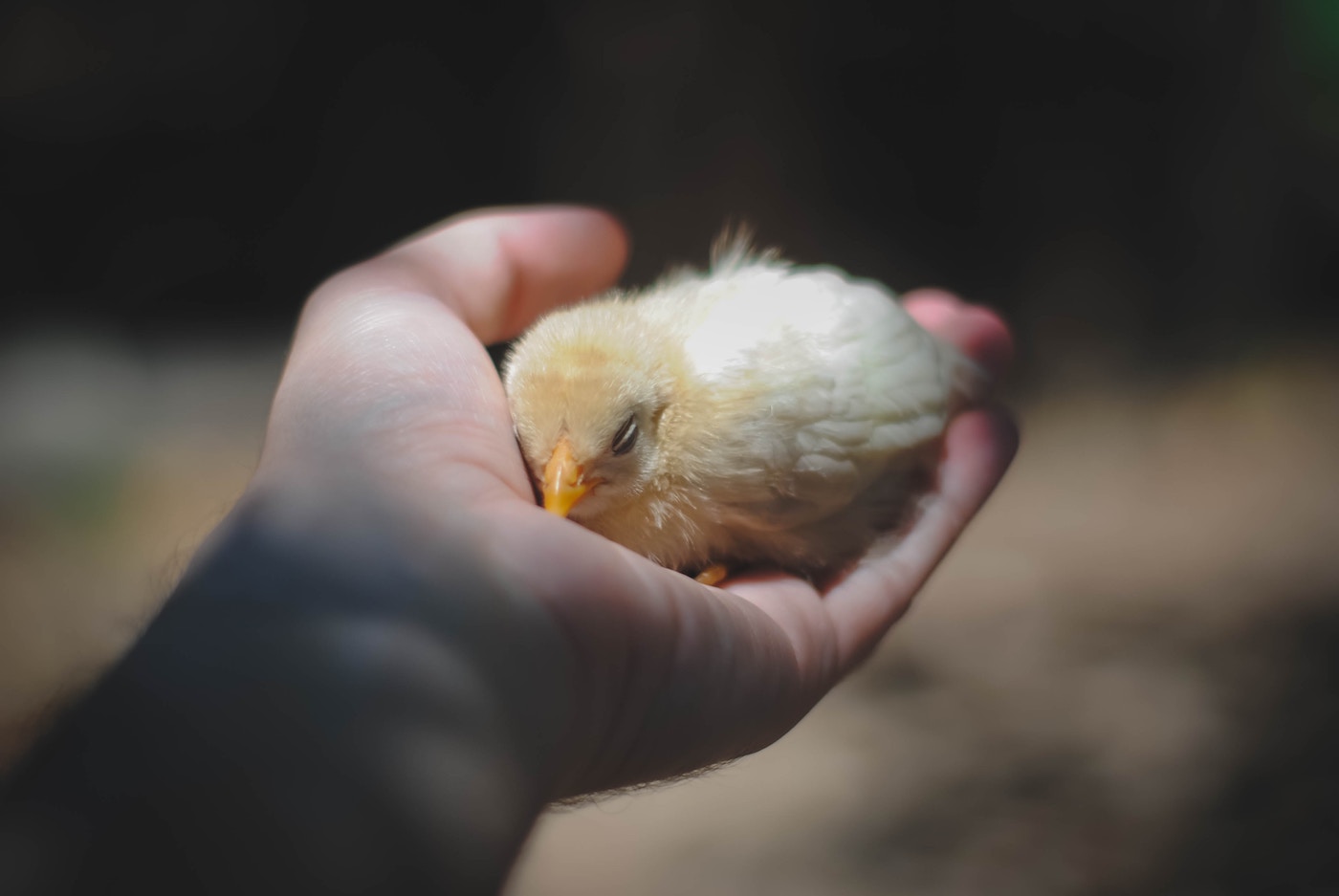 Mass-killing of chicks in Germany allowed to continue temporarily