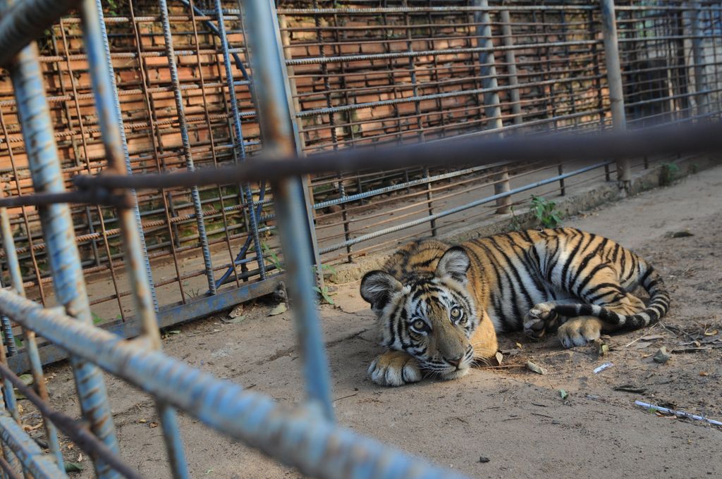 Zoos Cause Animals More Harm Than Good