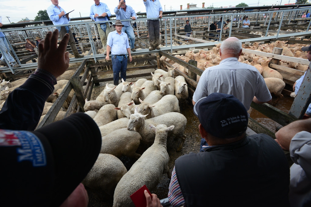 sheep production in america