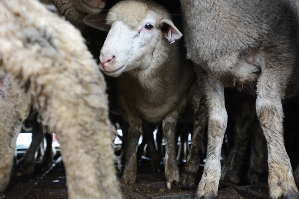 sheep-farming-behind-the-scenes-of-the-wool-industry