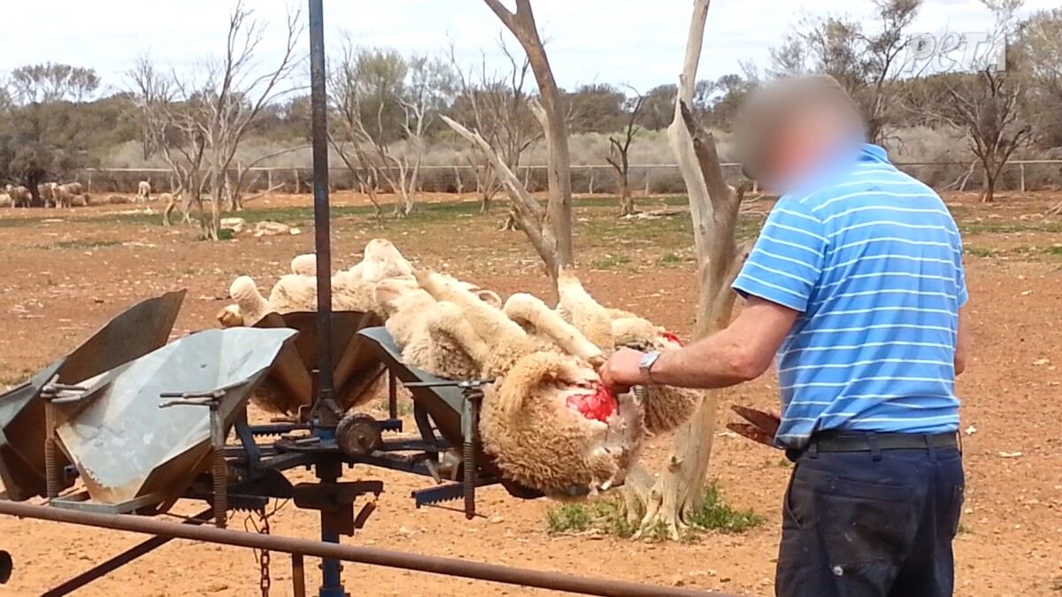 does mulesing still happen
