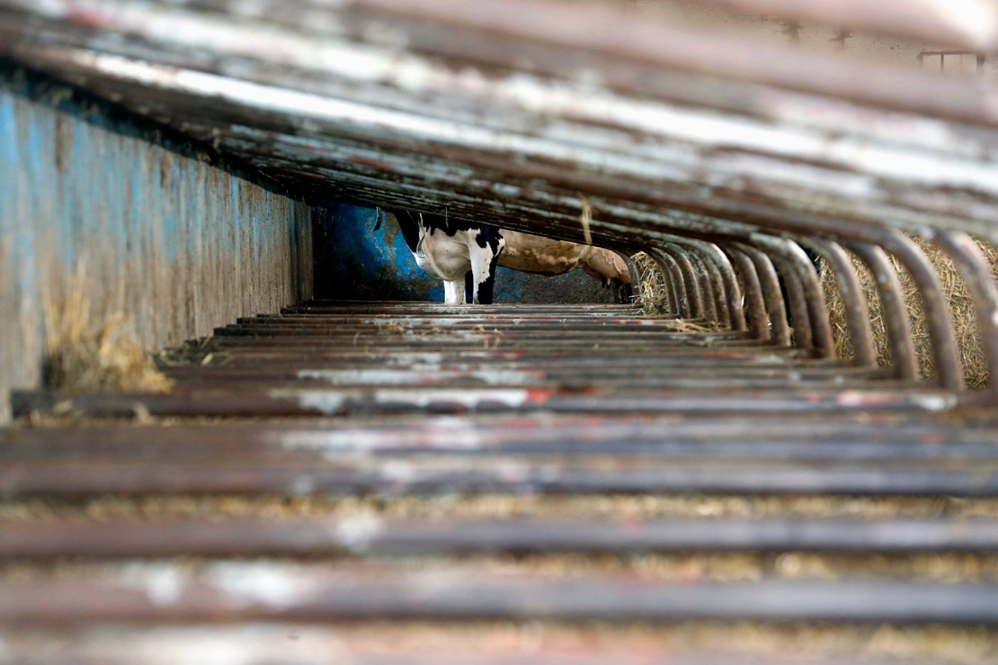 cow farm stall