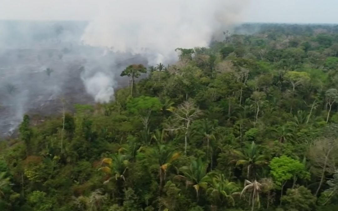 Drone Footage Shows Devastating Aftermath of Amazon Fires