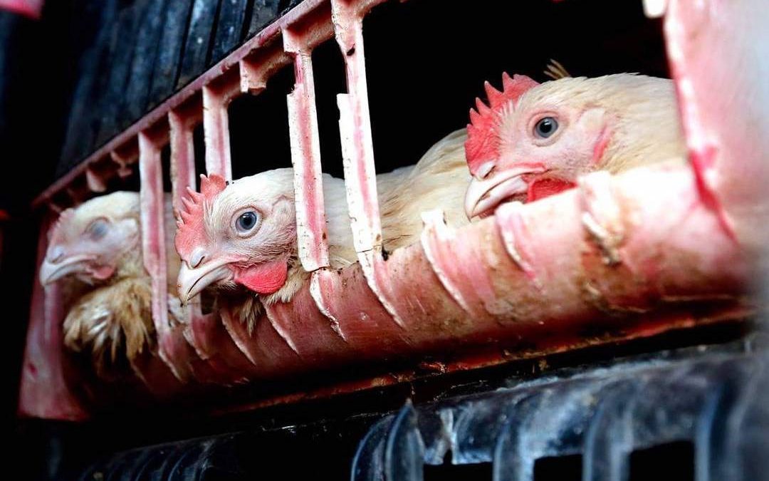 Going Cage-Free: How Corporations Influence Public Opinion of Animal Advocacy
