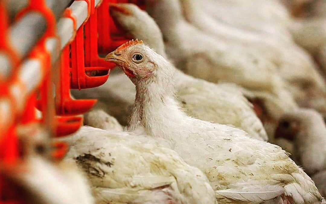 Tyson Foods: How Many Chickens Does Tyson Kill Per Day?