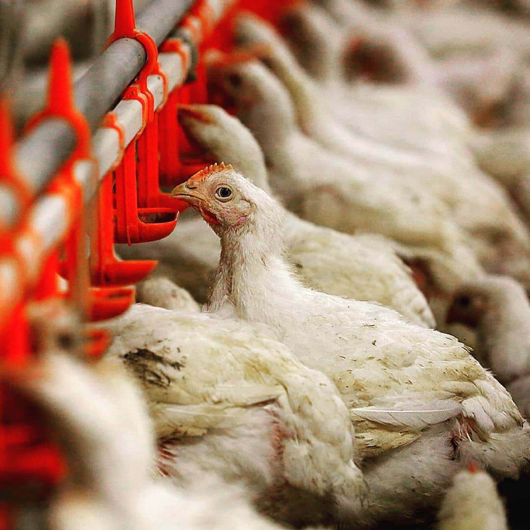 Tyson Foods How Many Chickens Does Tyson Kill Per Day