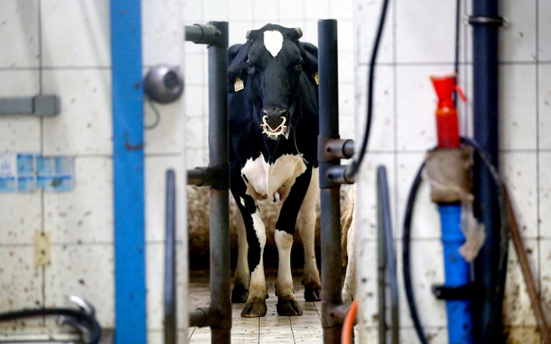 The Problem with Farming Animals