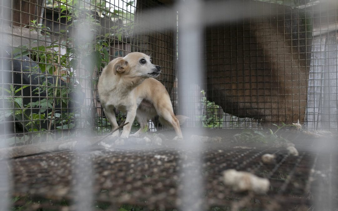 Dogs Found Starving, Neglected at Polish Fur Farm
