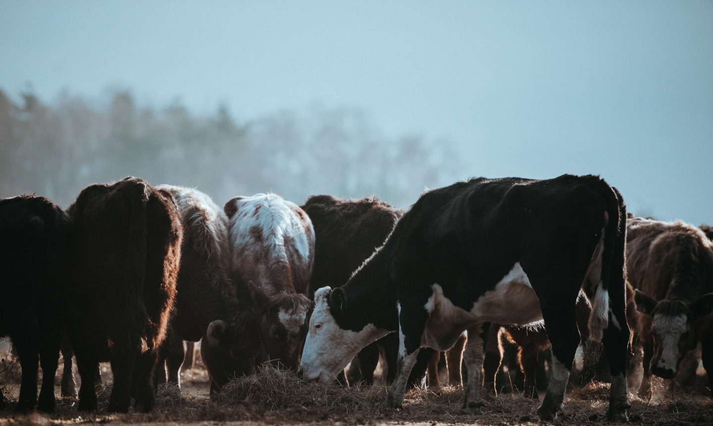 cow cattle climate