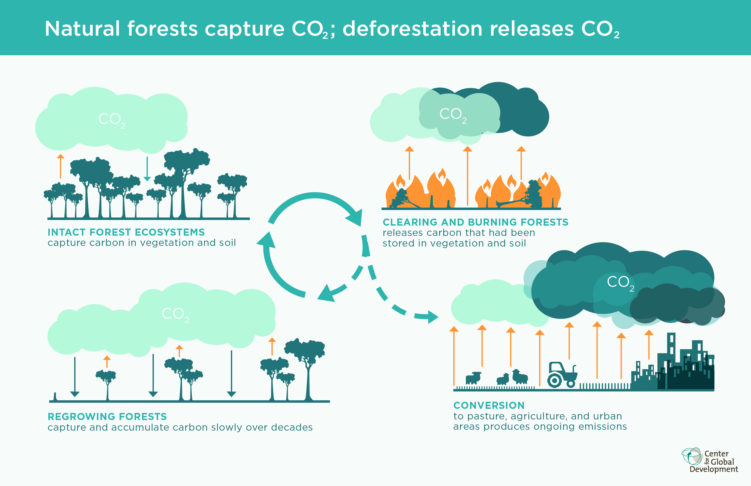 Deforestation And The Water Cycle