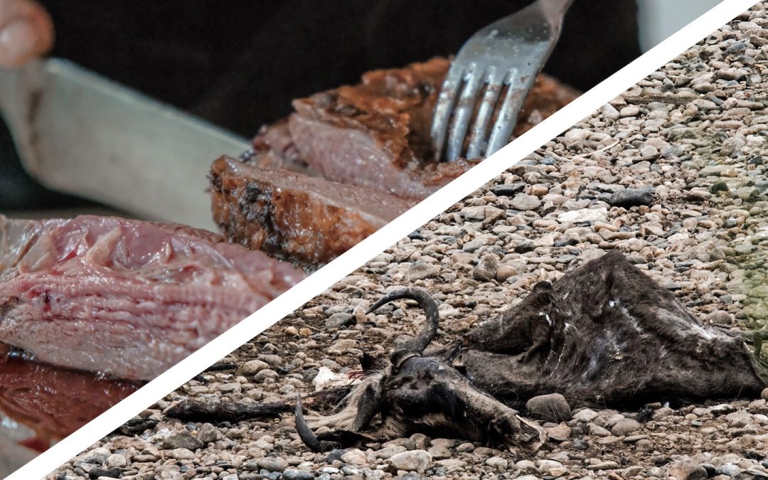 Animal Agriculture Severely Under-Reported in Climate Change Coverage