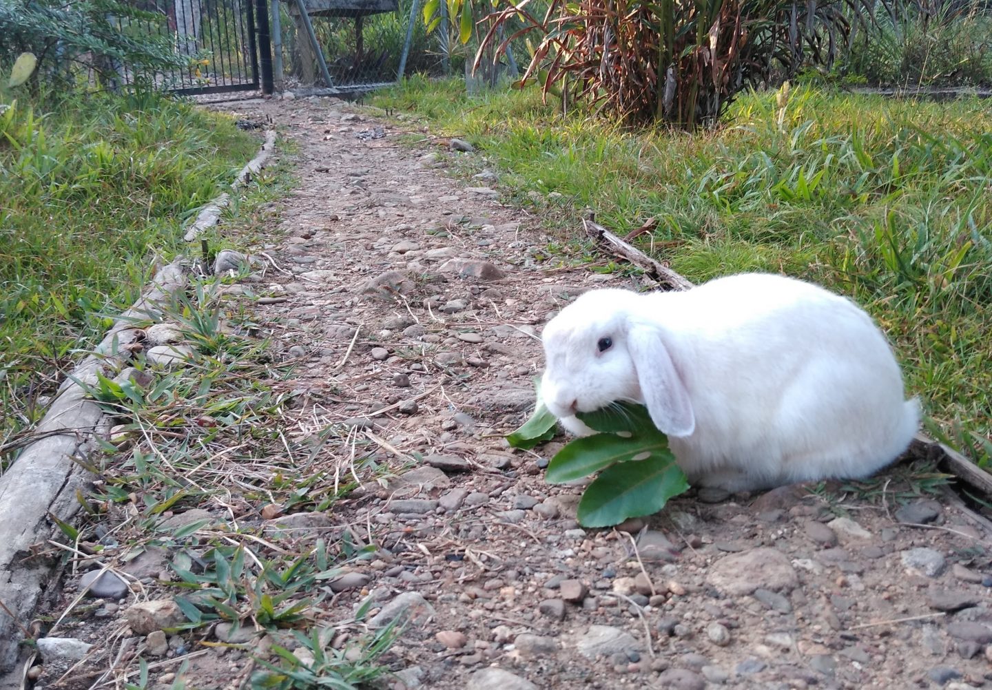 bunny companion animals