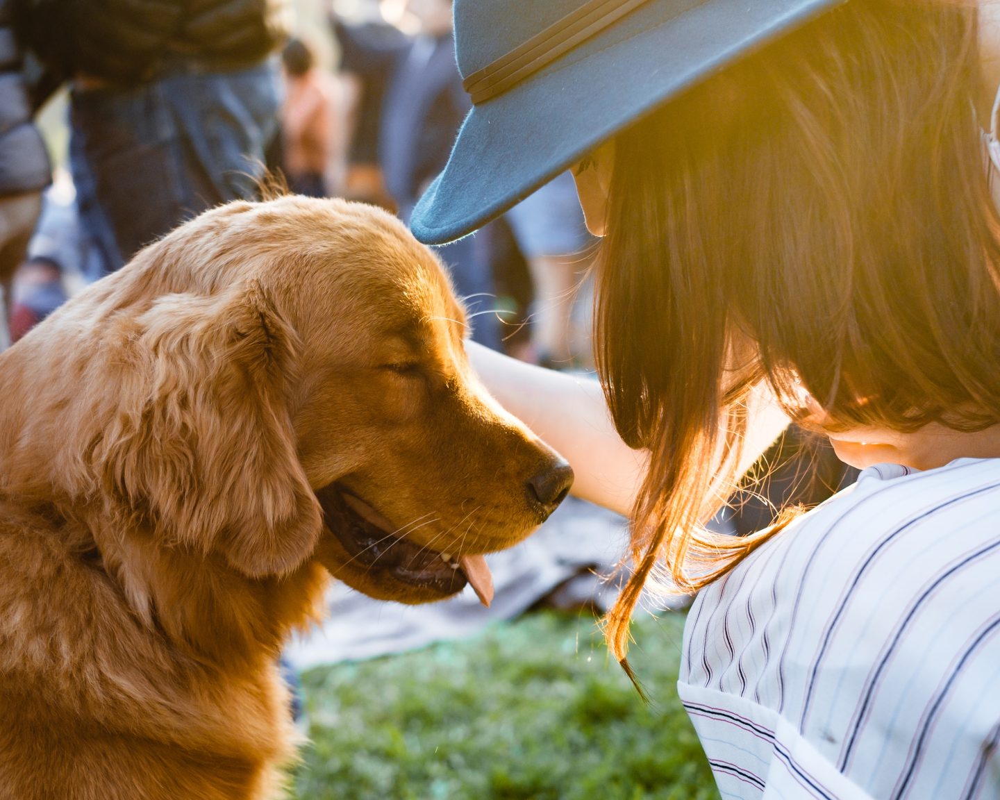 dog animal companion
