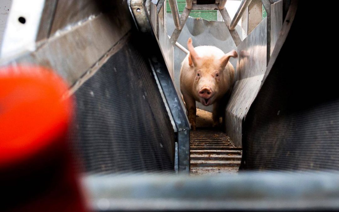 Shocking Cruelty Inside Italian Pig Slaughterhouse