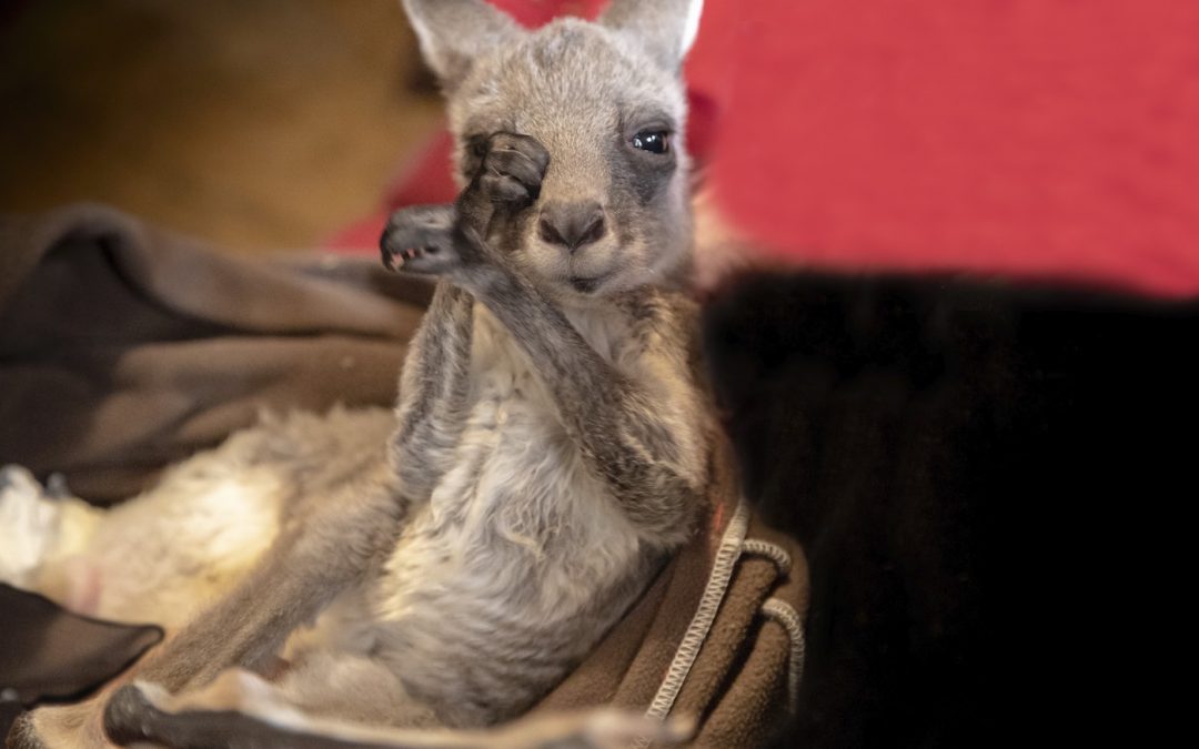Australia’s Landscapes of Fear