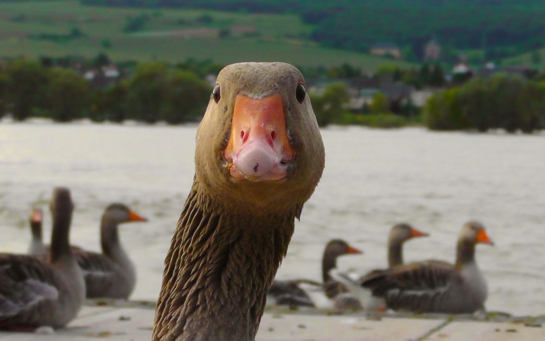 Fighting Against Foie Gras: NYC Moves Toward A City-Wide Ban