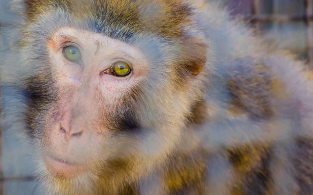 Harvard Law Clinic Urges USDA to Improve Lives of 100,000 Research Animals