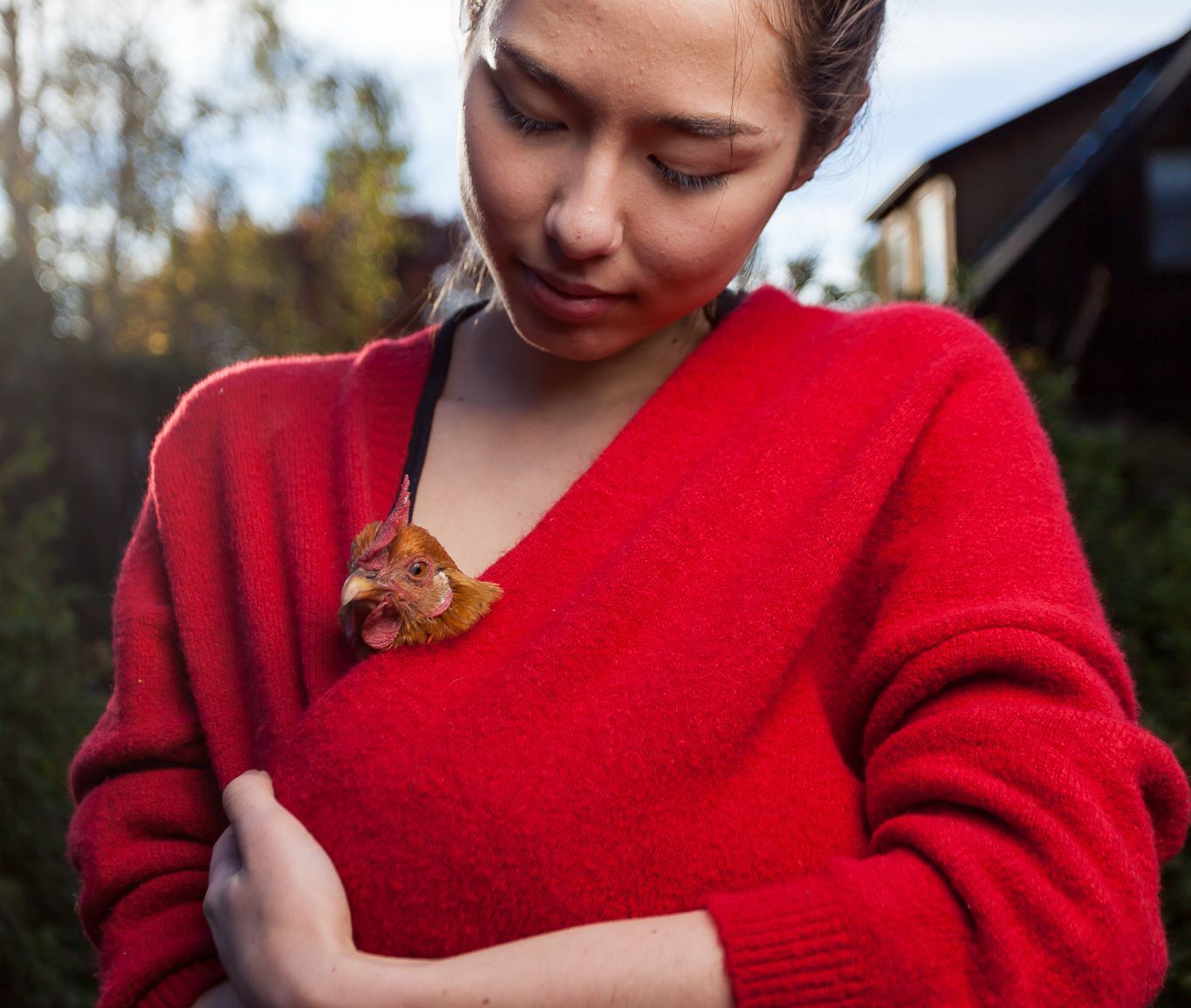 chicken mother hen