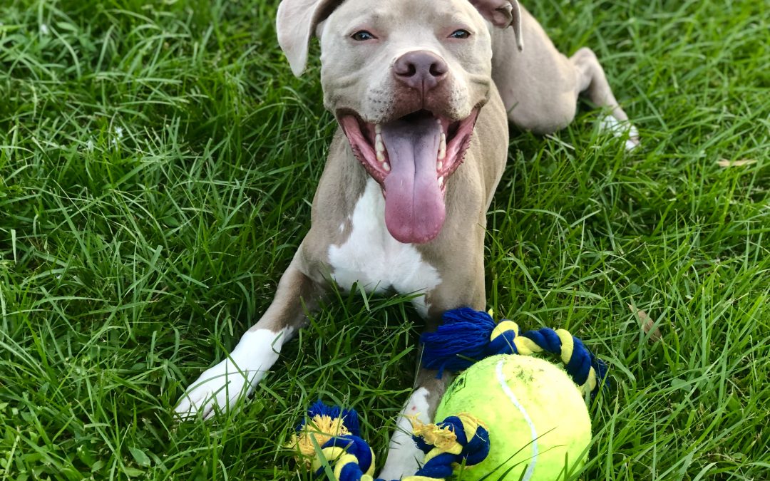 Don’t Bully My Breed