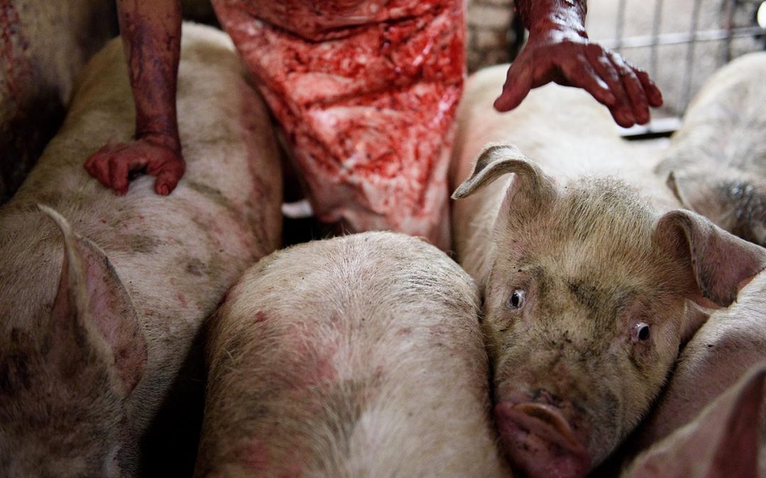 There’s Nothing “Humane” About Killing Pigs in Gas Chambers