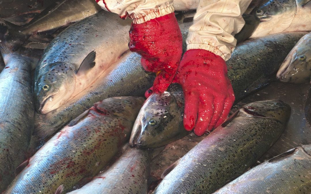 We Now Know Fish Feel Pain. Why Continue Harming Them In The Billions?