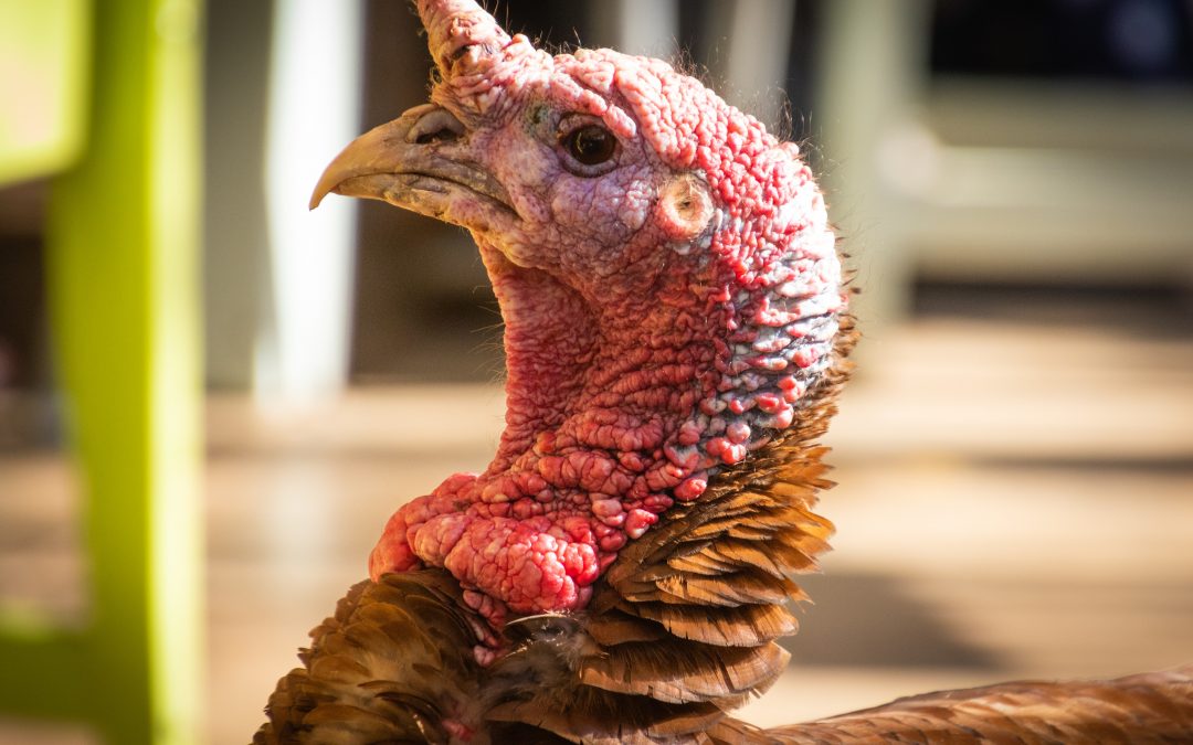 10 Reasons Why You Shouldn’t Eat Turkey This Thanksgiving