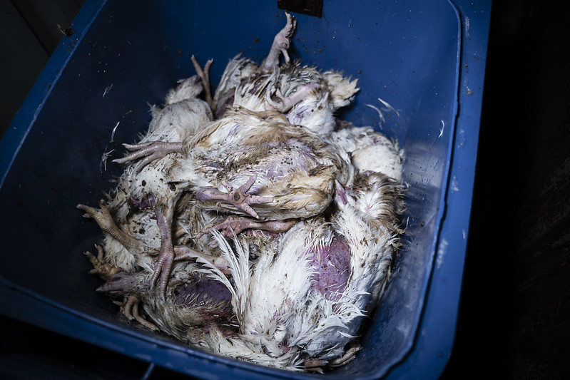 Chickens from a factory farm