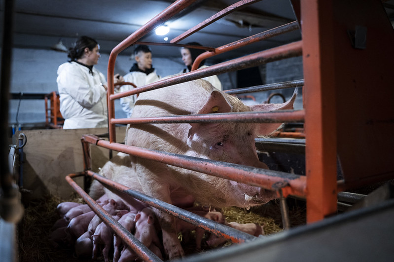 Mother pig in a cage
