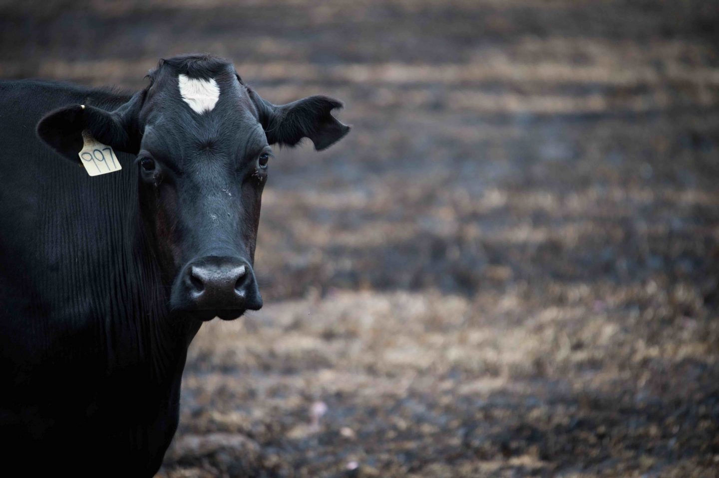 cow dairy fire