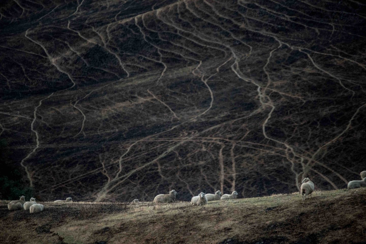 sheep fire Australia