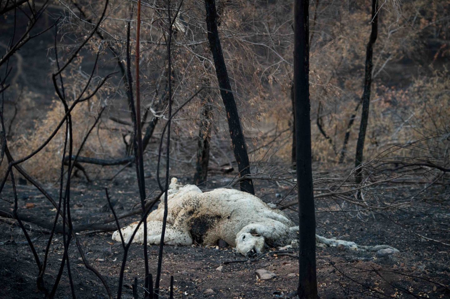 sheep dead forest