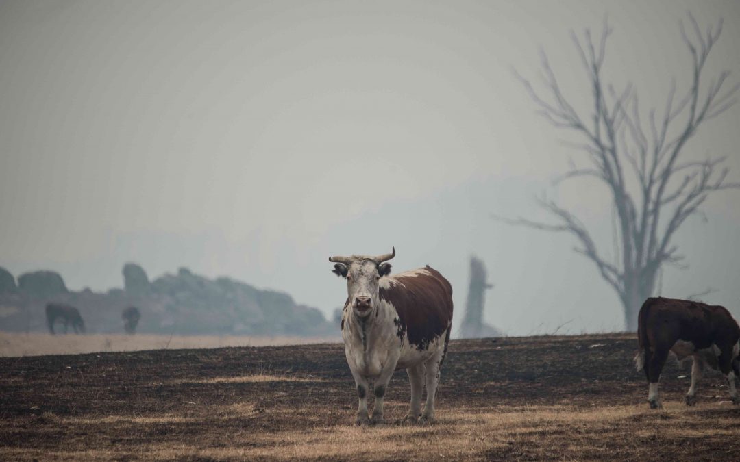 Australia Fires: Uncovering the Devastating Impact on Farmed Animals