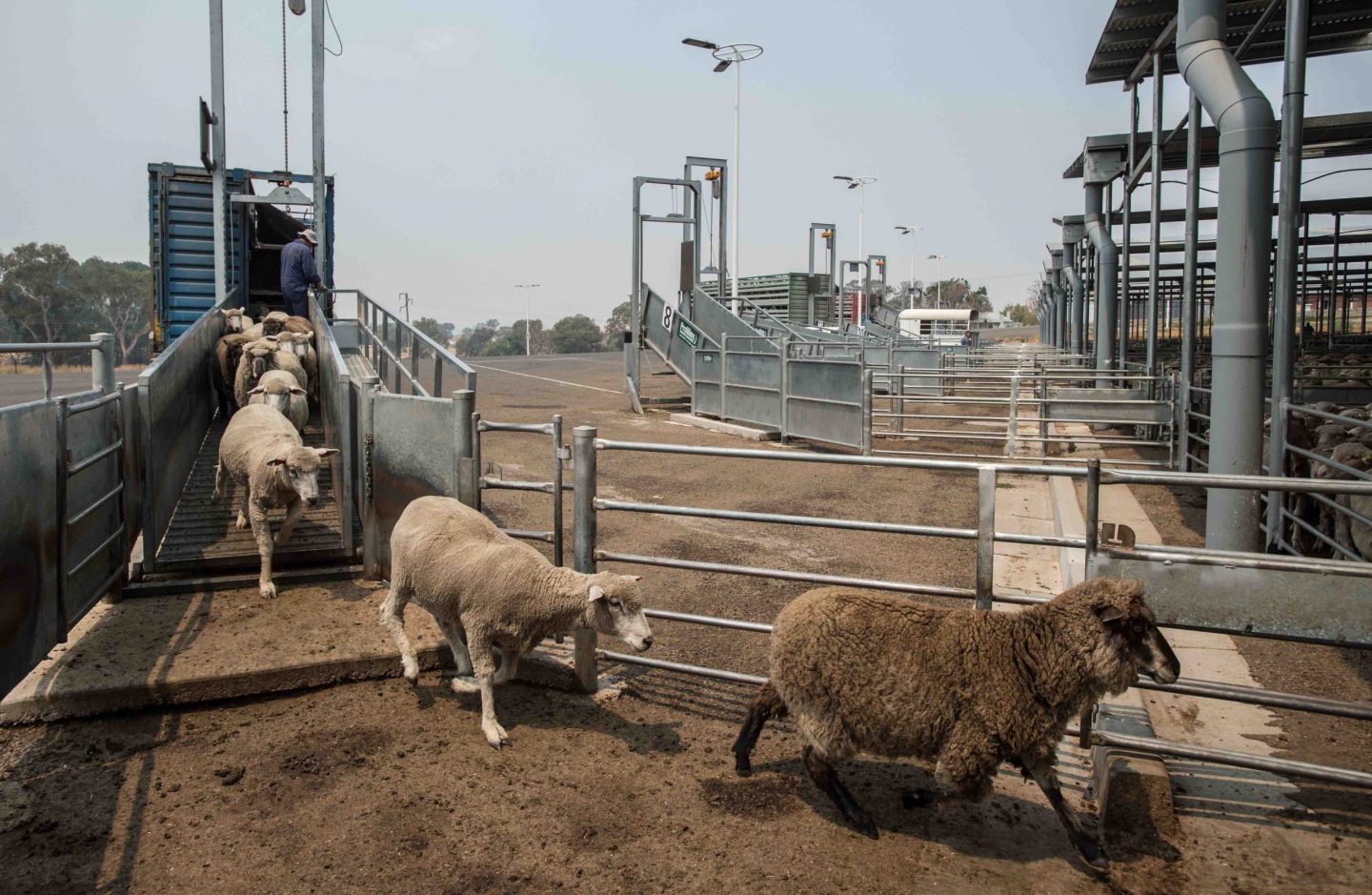 sheep sale yard