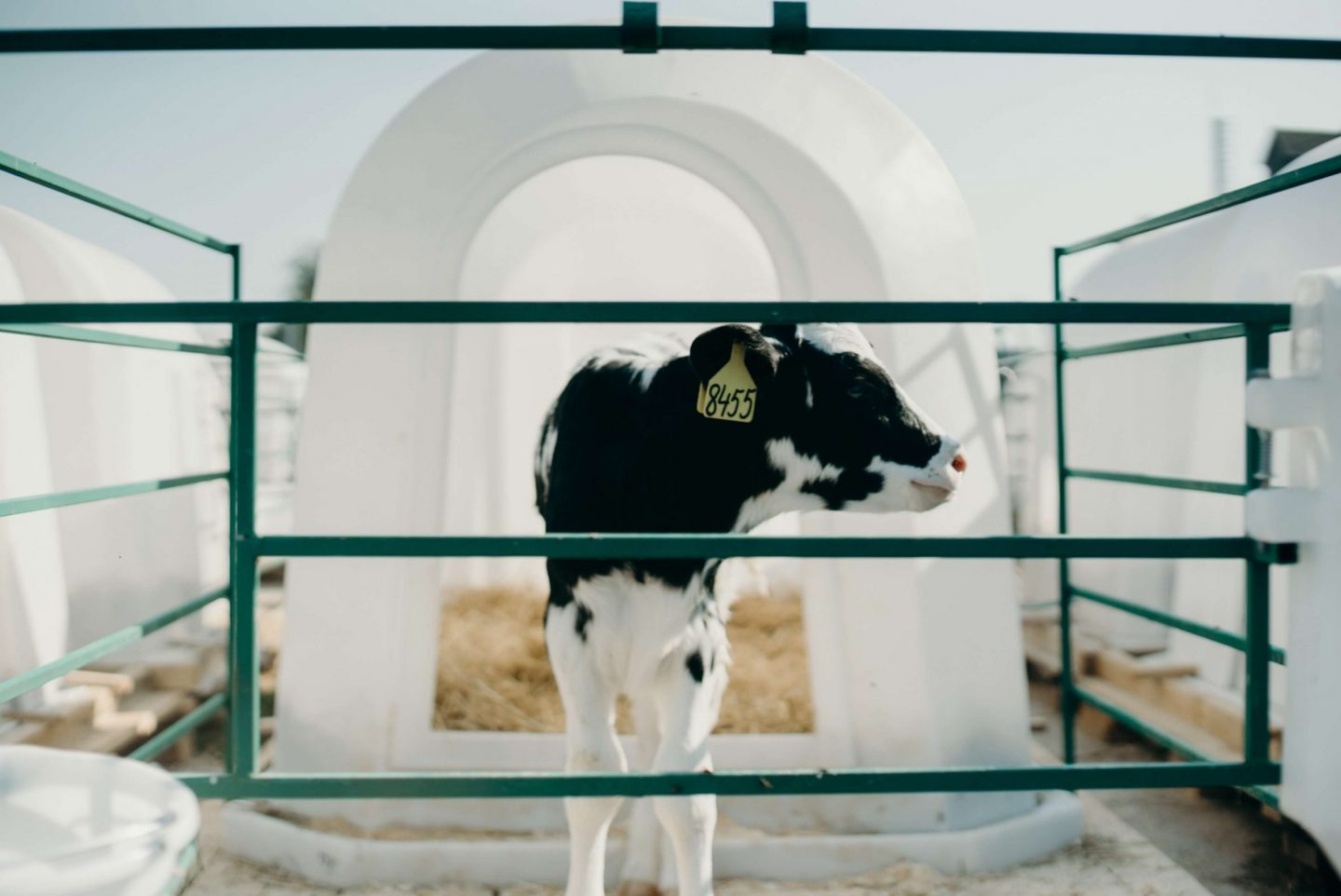 cow calf farm