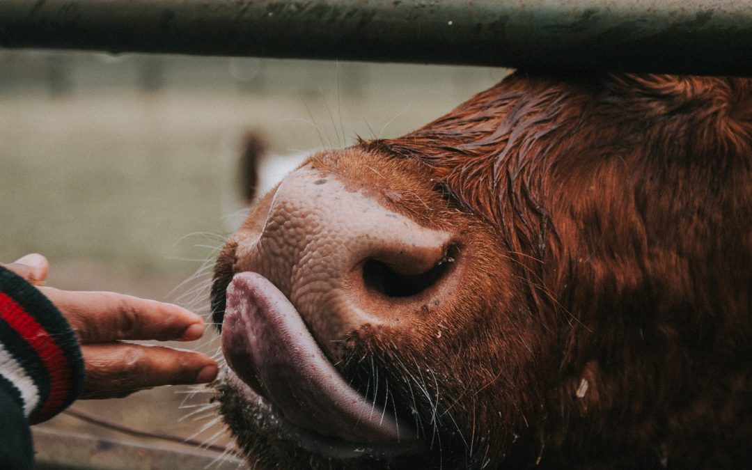 Why Go Vegan in 2020
