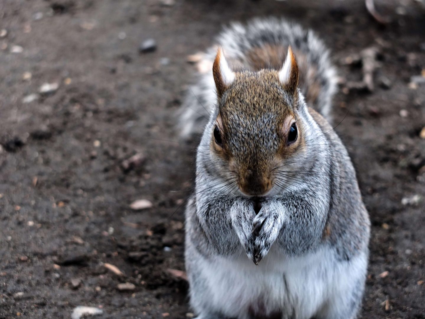 grey squirrel london