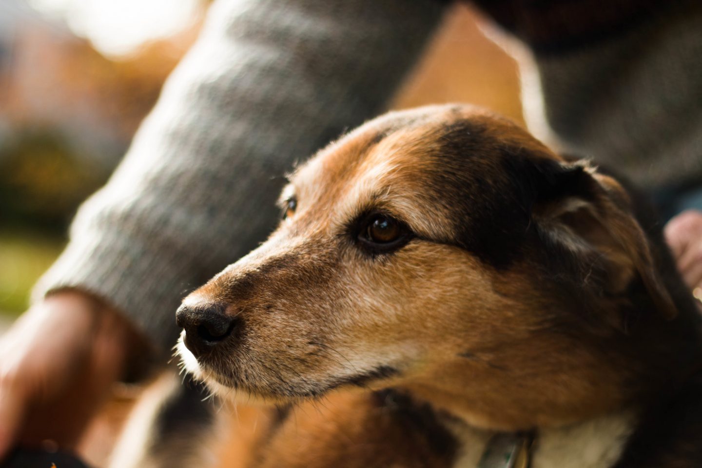 dog person stress