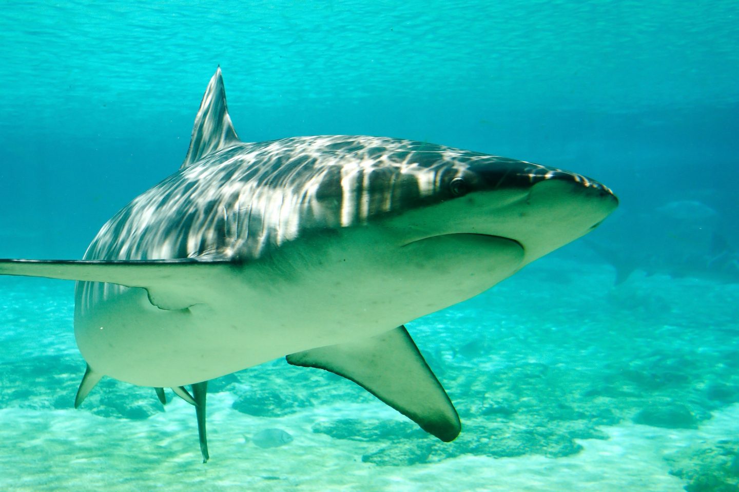 shark sentient animal